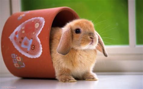 Funny Rabbit Wallpaper