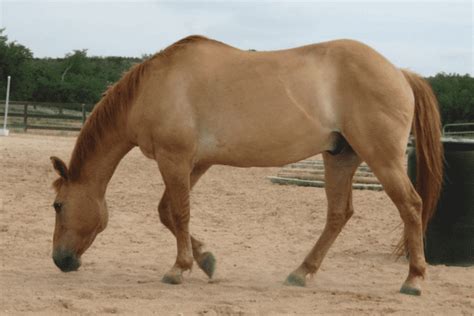 Dun Horse: Unique Genetics, History and Breeds - Horse Wildlife