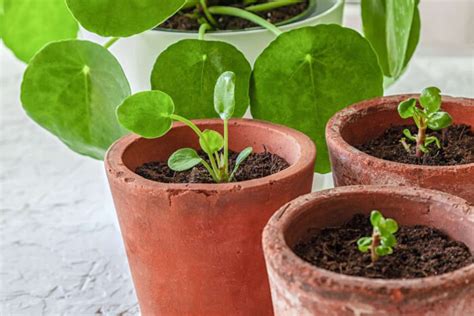 12 Indoor Plants That You Can Propagate From Leaves