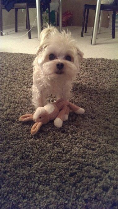 1000+ images about Maltese Maltipoo cuties on Pinterest | Maltese ...