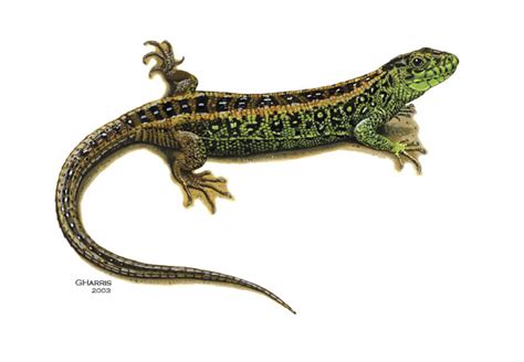 ADW: Lacerta_agilis.jpg