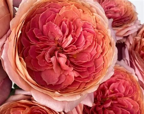 Rose romantic Antike 浪漫古董strong Fragrance Live Shrub Plant Ownroot, 1 ...
