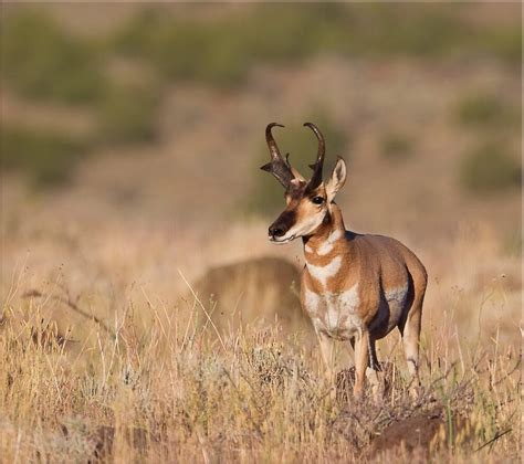 Pronghorn Antelope