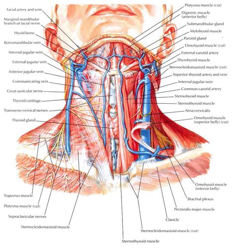 Cross Sectional Anatomy Of Neck Muscles Neck Muscle Anatomy Ct Human ...