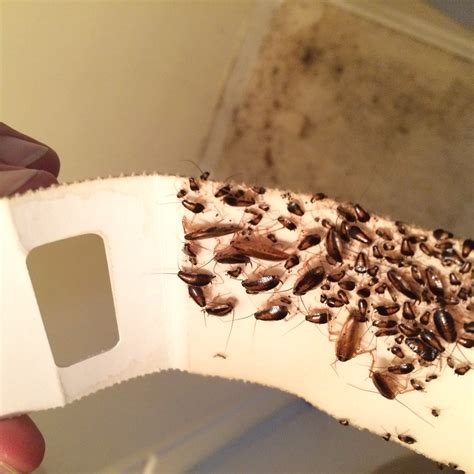 Where Do Roaches Hide In Your House at Dennis Raleigh blog