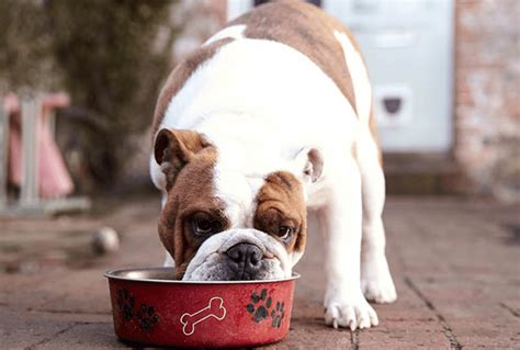 Best Food for English Bulldog Guide: Our Top 6 Picks - Bulldoggity