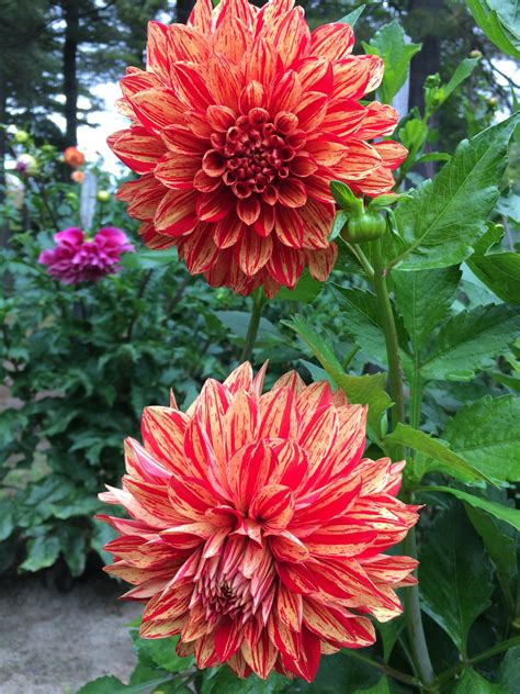 Dazzling Magic dahlia tuber - DZM – ByDesignDahlias