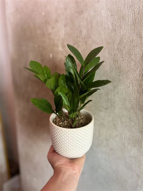 Zamioculcas Zamiifolia (ZZ Mini) - Chye Heng Orchid Garden