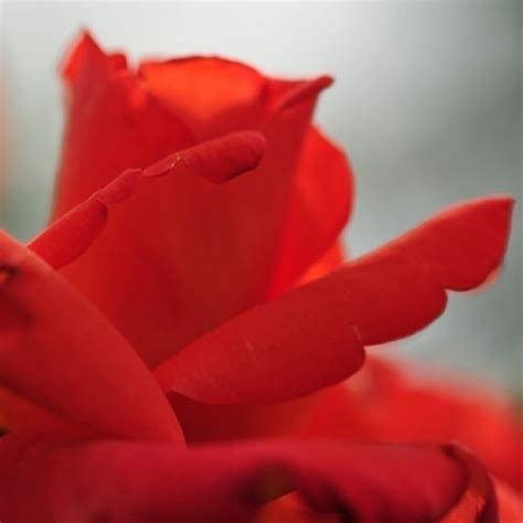Blumen für die Vagina - Praxiserfahrungen mit Craurosis vulvae von ...
