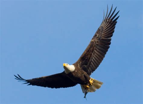 Eagle Finance Kingsport Tennessee