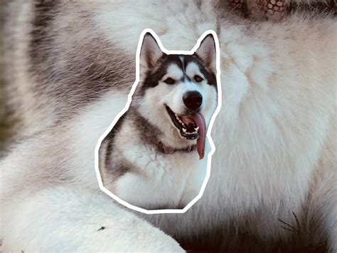 Siberian Husky dog breed profile