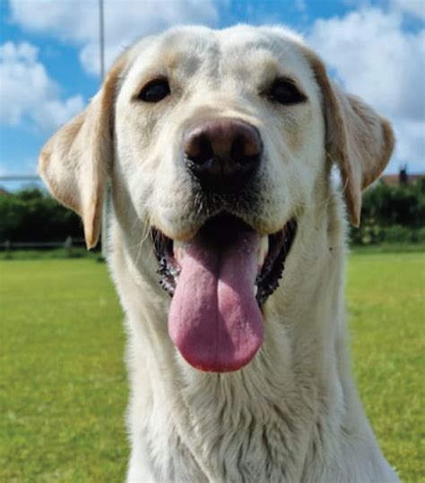 Semen-sniffing dog used by British cops to help bust sex offenders