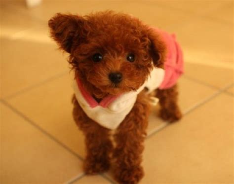 Toy Poodle Puppies Brown