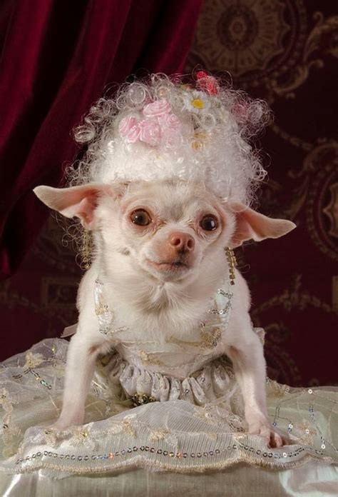 Высокая мода для собак (Dog Vogue) | Мода для собак, Фото собак ...