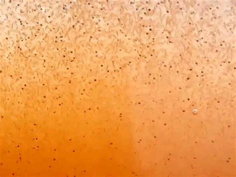 sealed  baby brine shrimp diapteron shop