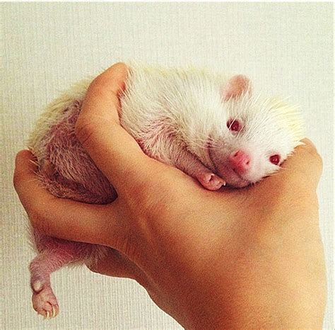 Meet Japan’s adorable albino hedgehog