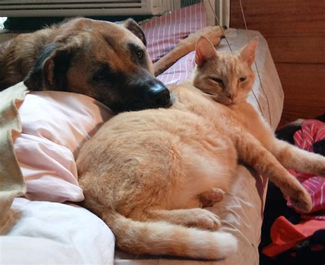 BarkWiki - ️🐶 A Dog's Rescue Story - Janey is an...