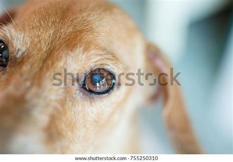 Close Small White Spot On Dogs Stock Photo 755250310 | Shutterstock