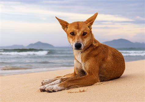Dingo? Bingo! How you can help dingo research from your home | UNSW ...