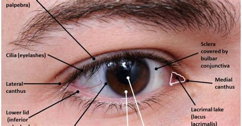 Lateral Canthus Eye Anatomy