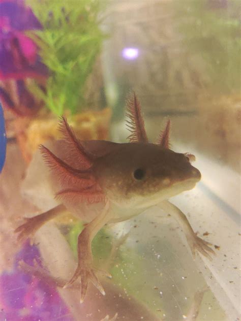 Newest addition to the family! This is toothless! : r/axolotls