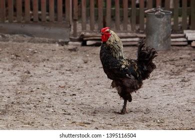 49 Homemade Big Cock Images, Stock Photos & Vectors | Shutterstock