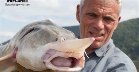 √ Giant Kaluga Sturgeon | Fischlexikon