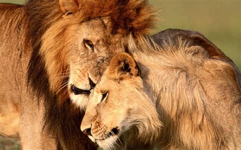 Lion Couple Wallpapers - Top Free Lion Couple Backgrounds - WallpaperAccess