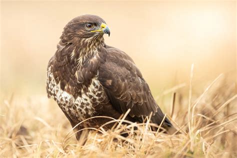 birds  prey uk identification guide