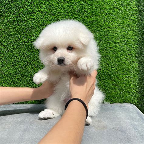 Japanese Spitz Dogs For Sales in Singapore - Price & Review | Pretty ...