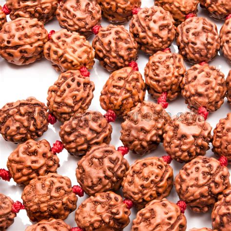 mukhi rudraksha mala rudraksha indonesia