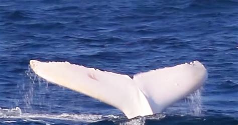 Tourists Expect Humpback Whale, Shocked When They Spot Rare Animal ...