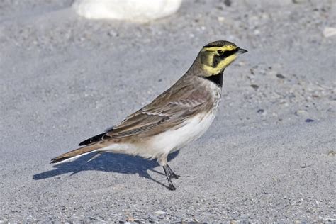 Horned Lark photos and wallpapers. Collection of the Horned Lark pictures