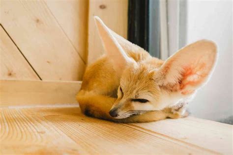 Fennec Fox Cost: 7 Reasons They Are So Expensive - Embora Pets