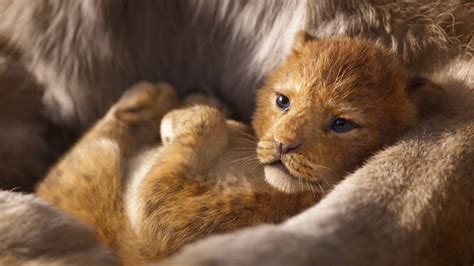 Live Action Lion King Nala - 1920x1080 Wallpaper - teahub.io