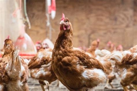 CHICKEN HATCHERY – Himalayan Blossoms