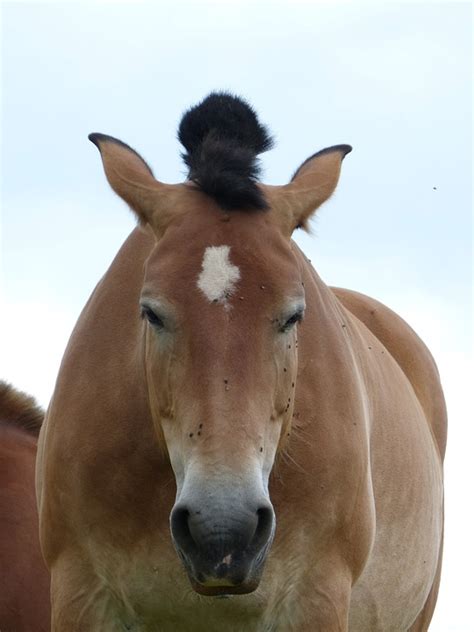 Horse Horsehair Flies - Free photo on Pixabay - Pixabay