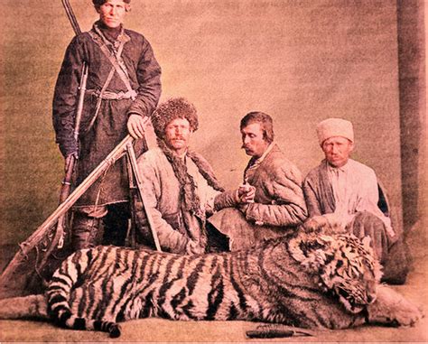 The Caspian Tiger (Panthera tigris virgata)