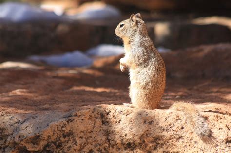 Flyover Country: Rock squirrels