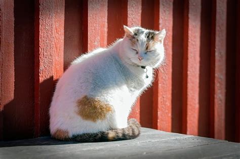 90+ Barn Cat Names For Both Male And Female Feline Friend