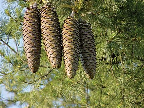 pine description conifer species  characteristics facts