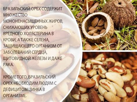 Бразильский орех - калорийность, полезные свойства, польза и вред ...