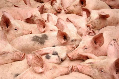 Продуктивность свиней – АГРАРИЙ