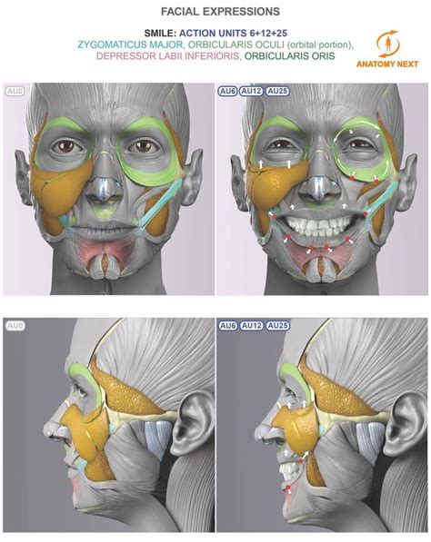 70 best anatomy face images on Pinterest | Anatomy reference, Facial ...