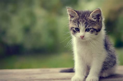 Cats Wallpapers - Wallpaper Cave