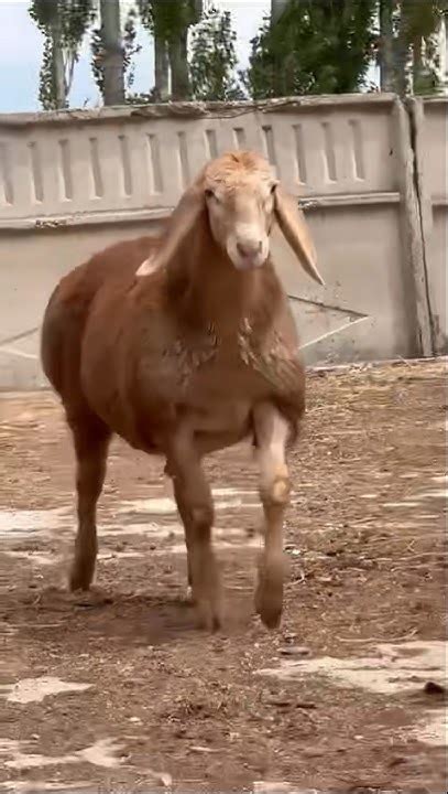 Сын Тундры💣🔥🔥 #shorts #arashan #gissar #fermer #sheep - YouTube