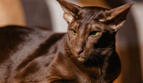 The 8 Rare Brown Cat Breeds (With Pictures)