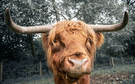 Premium Photo | Close up of a highland cattle in scotland