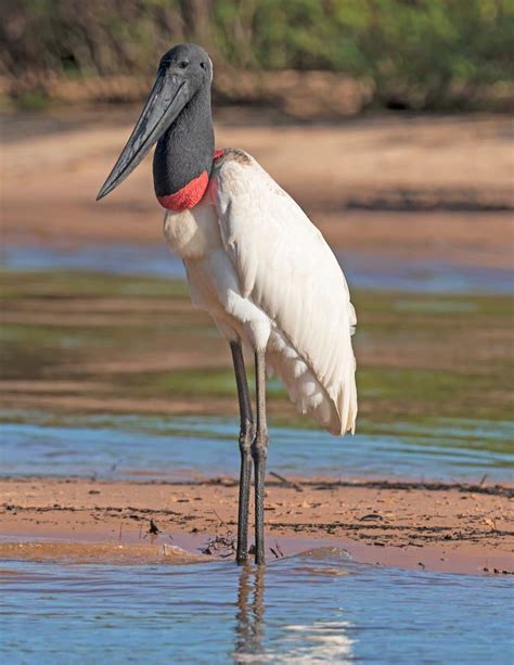 14 Jabiru Stork Facts - Fact Animal