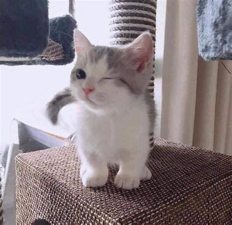 Pin by Natalia Castellanos Arellano on Meow ฅ^•̀ω•́^ | Cute baby cats ...